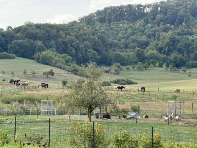 Einzelhaus zu verkaufen in Waldbredimus image 5